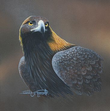 Golden Eagle, Study. (Sold)  - Golden Eagle by David Prescott