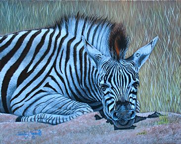Zebras Lazy Day. - Young Zebra. by David Prescott
