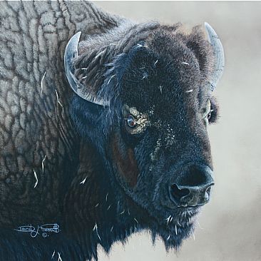 North American Plains Bison. ( Sold ) - North American Plains Bison. by David Prescott