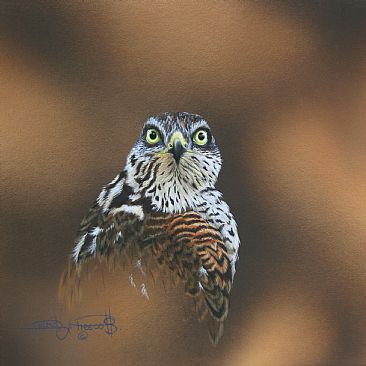 Sparrowhawk Study, (Sold) - Sparrowhawk by David Prescott