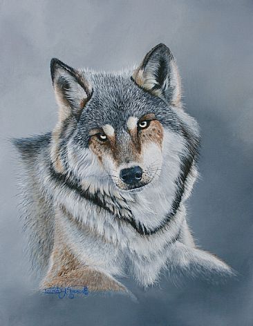 Timber Wolf, Canis Lupus.   ( Sold ) - Gray Timber Wolf. by David Prescott