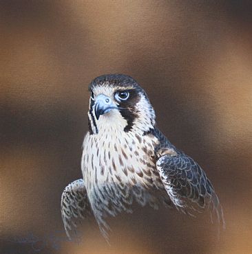 Peregrine Falcon Study, (Sold) -  by David Prescott