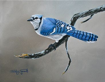 Nosy Bluejay. - Bluejay bird. by David Prescott
