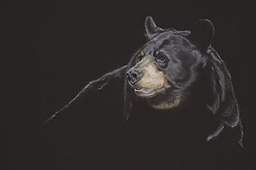 Jenny - Black bear by Vicki Ferguson