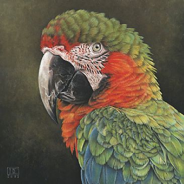 Harlequin Macaw -  by Deborah Crossman