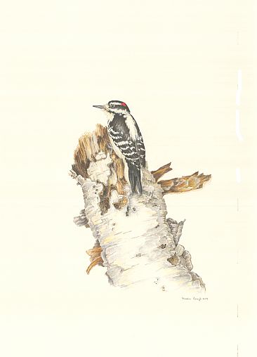 Alert Woodpecker - Hairy Woodpecker by Stephen Ascough