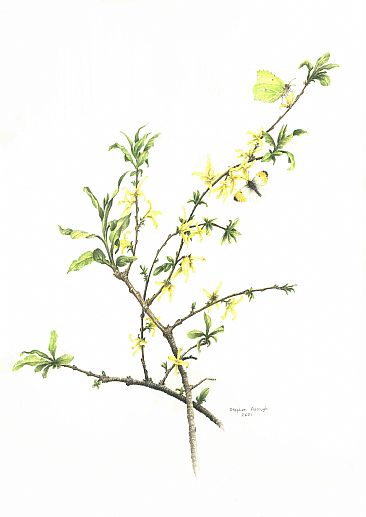 Springing to Life - Forsythia with Orange Tip and Brimestone butterflies by Stephen Ascough