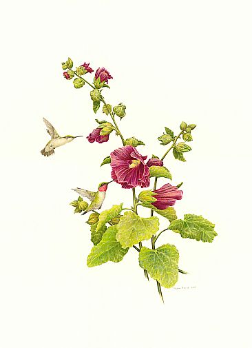 A Hollyhock Moment - Hummingbirds and Hollyhocks by Stephen Ascough