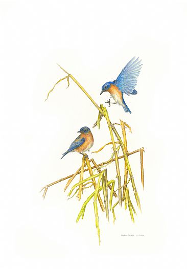 Looking Ahead - two Eastern Bluebirds on reed grasses by Stephen Ascough