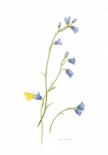 Summer Harebells - Plants and Butterflies by Stephen Ascough
