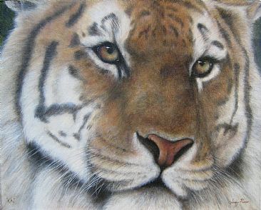 Kita - Siberian Amur Tiger  - Tiger - Big Cats by Wendy Palmer