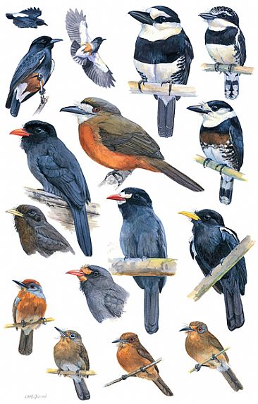 PUFFBIRDS 2 - Birds of Peru by Larry McQueen