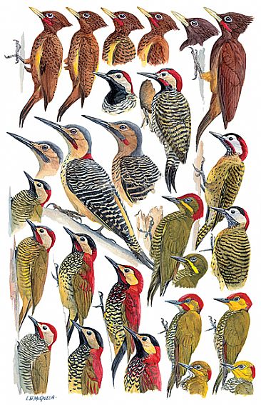 WOODPECKERS 2 - Birds of Peru by Larry McQueen
