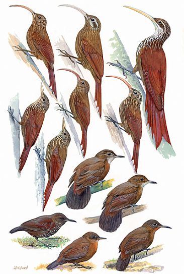 WOODCREEPERS 3 ('SCYTHEBILLS and LEAFTOSSERS') - Birds of Peru by Larry McQueen