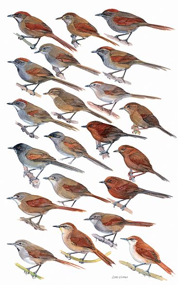 OVENBIRDS 3 - Birds of Peru by Larry McQueen