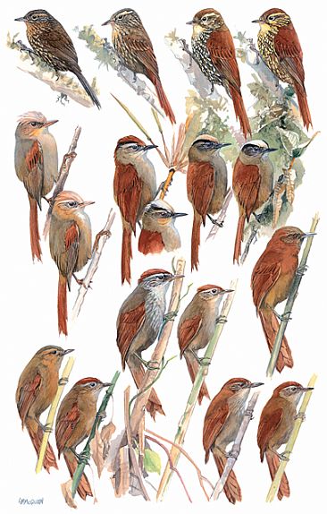 OVENBIRDS 4 - Birds of Peru by Larry McQueen
