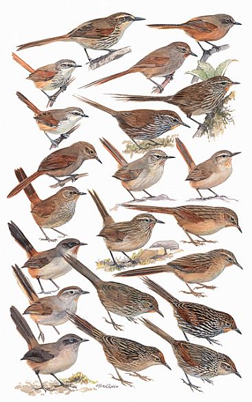 OVENBIRDS 5 - Birds of Peru by Larry McQueen