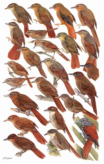 OVENBIRDS 7 (Rainforest Foliage-gleaners) - Birds of Peru by Larry McQueen