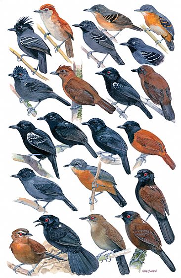 ANTBIRDS 2 (Thamnophilus, Percnostola, and Pyriglena) - Birds of Peru by Larry McQueen