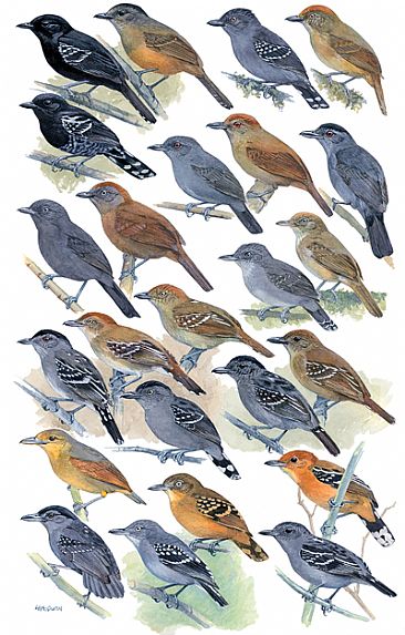 ANTBIRDS 3 (Thamnophilus Antshrikes) - Birds of Peru by Larry McQueen