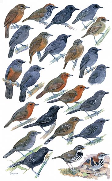 ANTBIRDS 4 - Birds of Peru by Larry McQueen