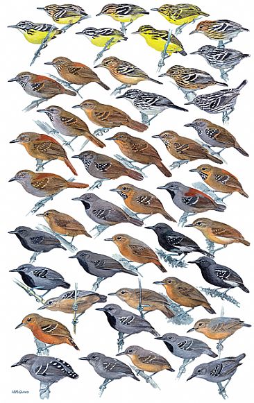 ANTBIRDS 5 - Birds of Peru by Larry McQueen