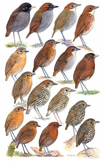 ANTPITTAS 1 - Birds of Peru by Larry McQueen
