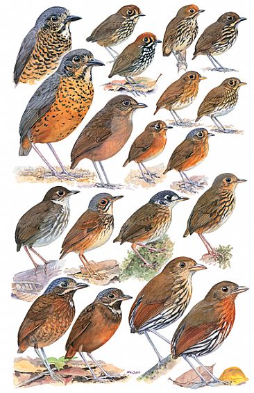 ANTPITTAS 2 - Birds of Peru by Larry McQueen