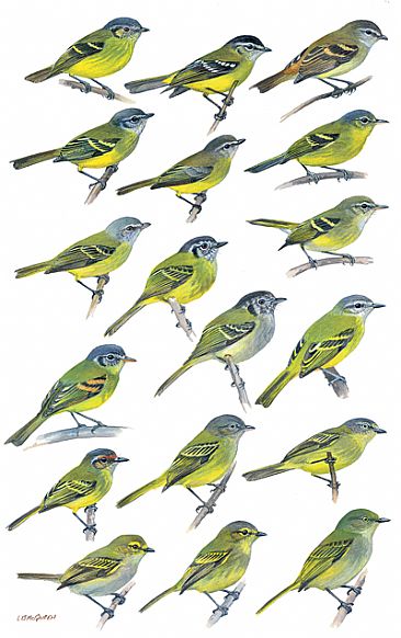 FLYCATCHERS 1 - Birds of Peru by Larry McQueen