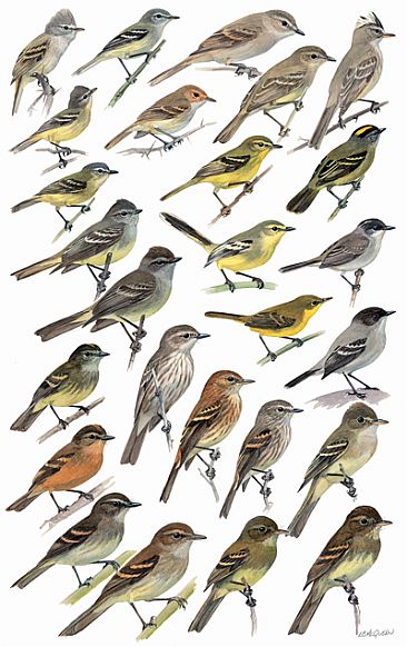 FLYCATCHERS 2 - Birds of Peru by Larry McQueen