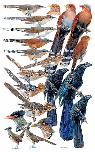 CUCKOOS - Birds of Peru by Larry McQueen