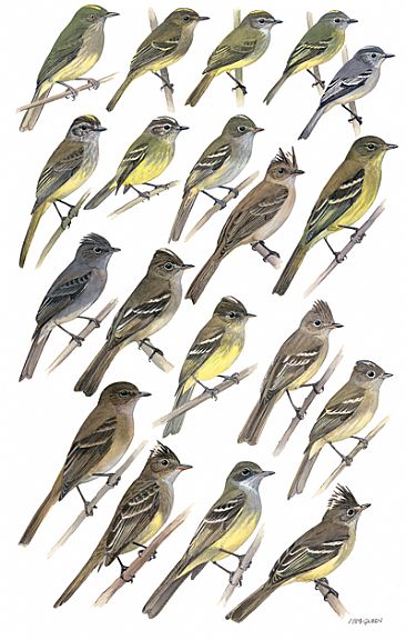 FLYCATCHERS 3 (Elaenias) - Birds of Peru by Larry McQueen