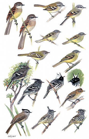 FLYCATCHERS 4 (Tyrannulets and Tit-Tyrants) - Birds of Peru by Larry McQueen