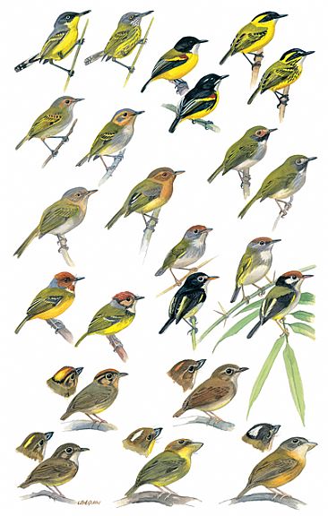 FLYCATCHERS 7 - Birds of Peru by Larry McQueen