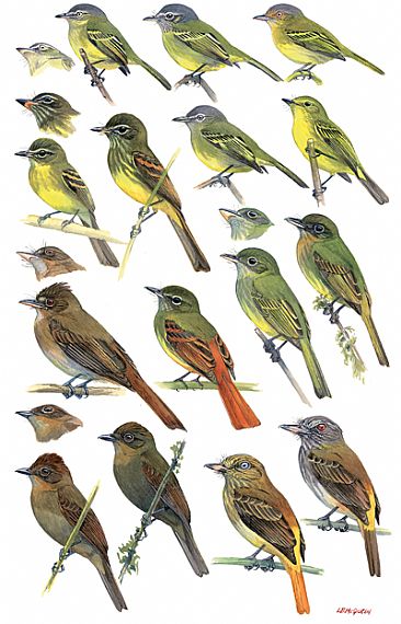 FLYCATCHERS 8 (Flatbills and others) - Birds of Peru by Larry McQueen