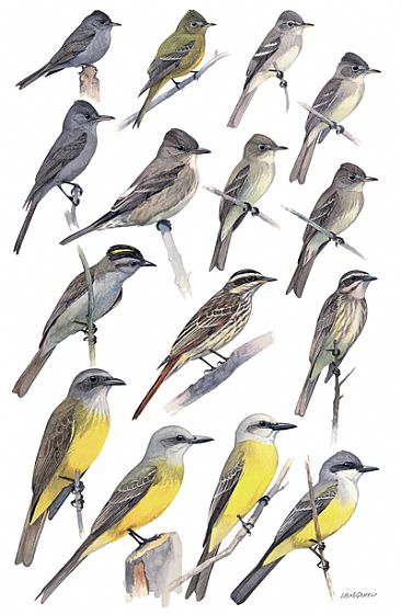 FLYCATCHERS 9  (Pewees, Kingbirds, and others) - Birds of Peru by Larry McQueen