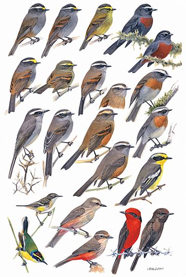 FLYCATCHERS 10  (Chat-tyrants and Rush-tyrant) - Birds of Peru by Larry McQueen