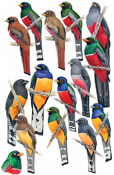TROGONS - Birds of Peru by Larry McQueen
