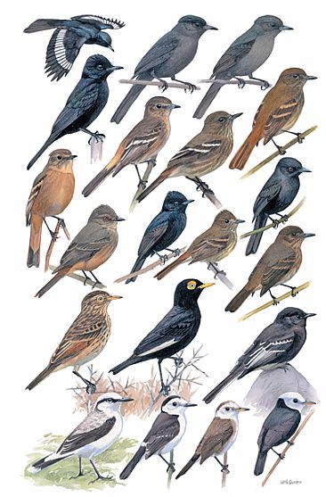 FLYCATCHERS 13  (Black-tyrants and Water-tyrants) - Birds of Peru by Larry McQueen