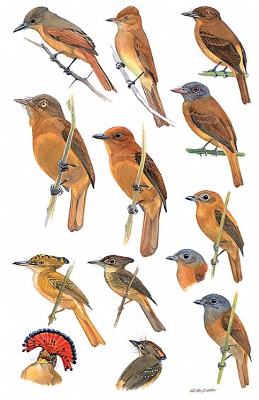 FLYCATCHERS 14 (Attilas, Casiornis, Royal, and Schiffornis) - Birds of Peru by Larry McQueen