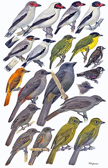 FLYCATCHER-COTINGAS - Birds of Peru by Larry McQueen