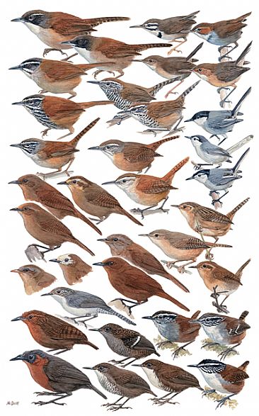WRENS - Birds of Peru by Larry McQueen