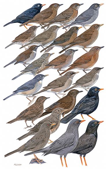 THRUSHES - Birds of Peru by Larry McQueen