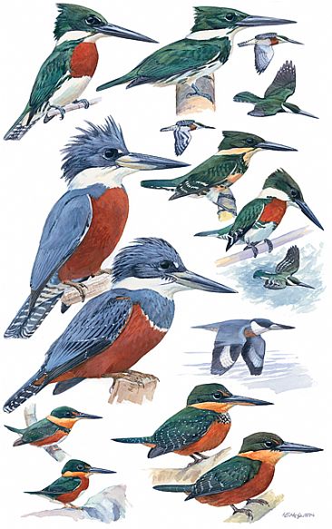 KINGFISHERS - Birds of Peru by Larry McQueen