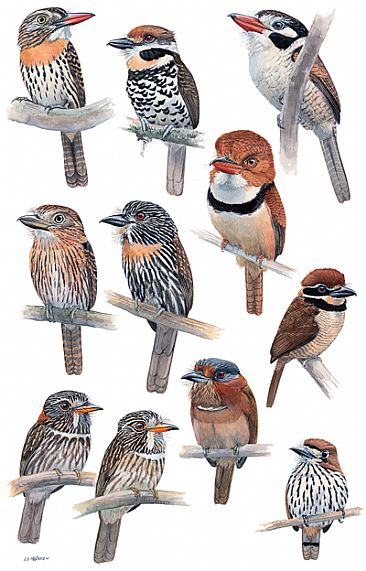 PUFFBIRDS 1 - Birds of Peru by Larry McQueen