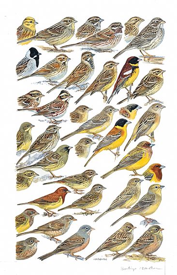 BUNTINGS - Birds of South Asia by Larry McQueen