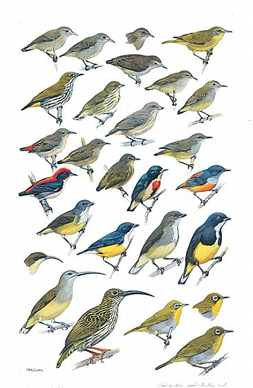 FLOWERPECKERS - Birds of South Asia by Larry McQueen
