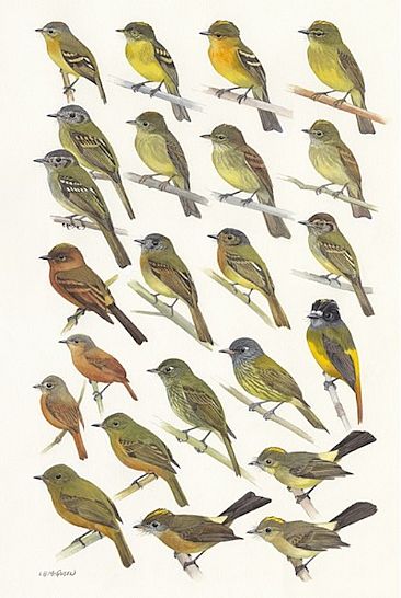 FLYCATCHERS 5  - Birds of Peru by Larry McQueen