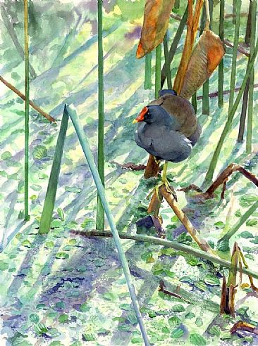 Gallinule in Reeds - Common Gallinule by Larry McQueen