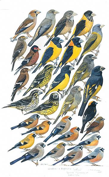 GROSBEAKS and BULLFINCHES - Birds of South Asia by Larry McQueen